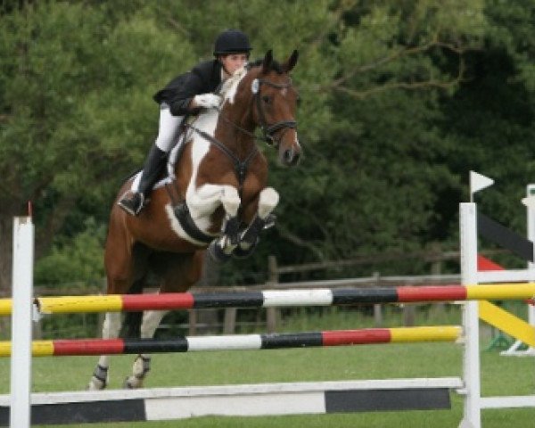 Springpferd Tullibards Europuzzles (Irish Sport Horse, 2003, von Ekstein)