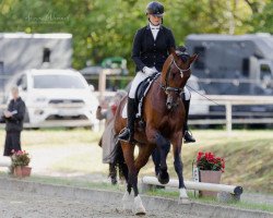 dressage horse FredsBruder (Oldenburg, 2018, from Finest Selection OLD)