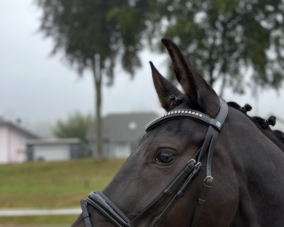dressage horse Frascina 4 (Oldenburg, 2018, from Frascino)