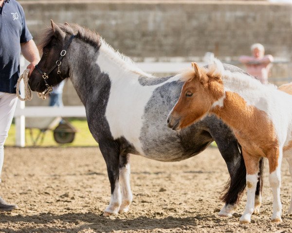 Zuchtstute Perle (Shetland Pony, 2016, von Benston Fergus)