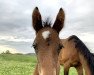 jumper Chaccolita M. (Oldenburg show jumper, 2022, from Chaccothage Blue PS)