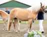 broodmare Ivana (Haflinger, 2015, from Narkas)