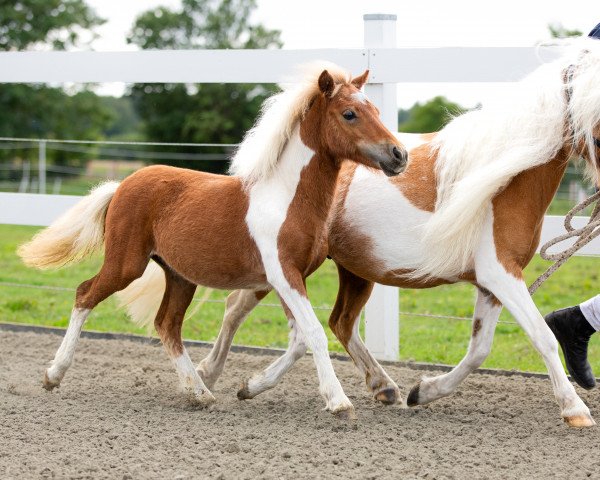 Pferd Zauberstern (Shetland Pony, 2022, von Zaubertroll vom Rindergraben)