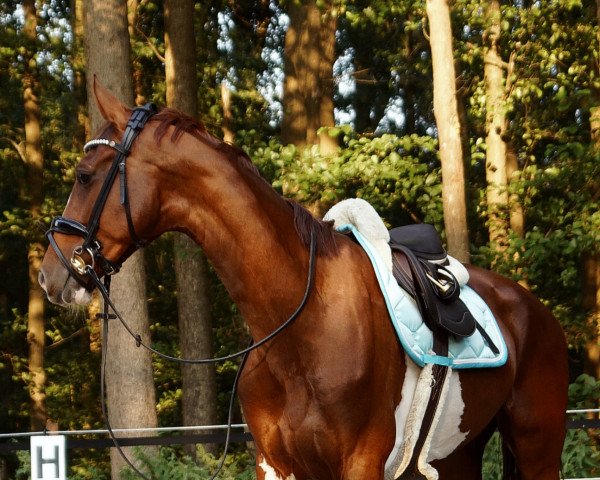 broodmare Monalya (KWPN (Royal Dutch Sporthorse), 2017, from Eebert)