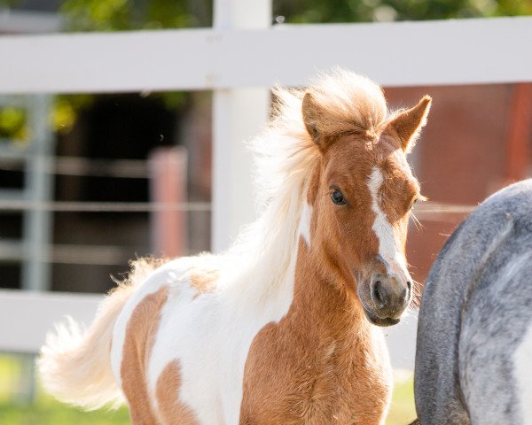 Pferd Piña Colada (Shetland Pony, 2022, von Zaubertroll vom Rindergraben)