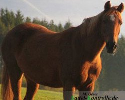 Zuchtstute Bea (Deutsches Reitpony, 1996, von Liostro)