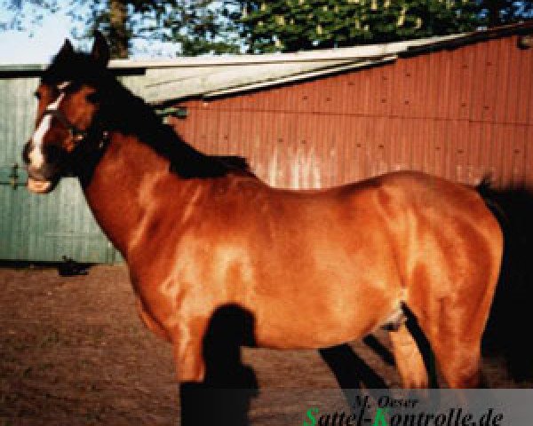 horse Sunnkist (German Riding Pony, 1983, from Forsythia's Sadat)