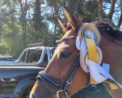 dressage horse Felicity Fay (German Riding Pony, 2016, from Coelenhage's Amor)