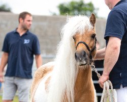 Zuchtstute Napoli (Shetland Pony, 2015, von Meerhusen's Odysseus)