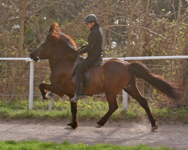 stallion Hugar frá Hvítárholti (Iceland Horse, 1999, from Sproti frá Hæli)