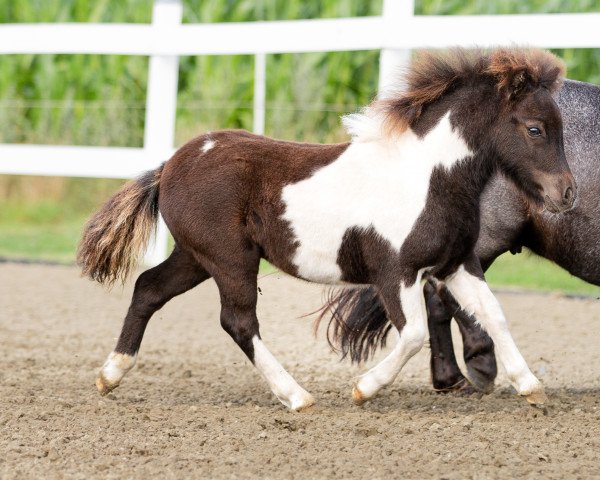 Pferd Zauberer (Shetland Pony, 2022, von Zaubertroll vom Rindergraben)