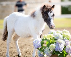 horse Zenit (Shetland Pony, 2022, from Zaubertroll vom Rindergraben)