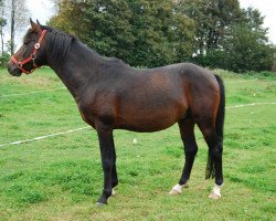 stallion Top Meran (Lewitzer, 2003, from Top Matcho)