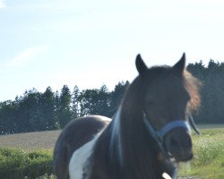 horse Speedy Gonzales 15 (Shetland pony (under 87 cm), 2018)