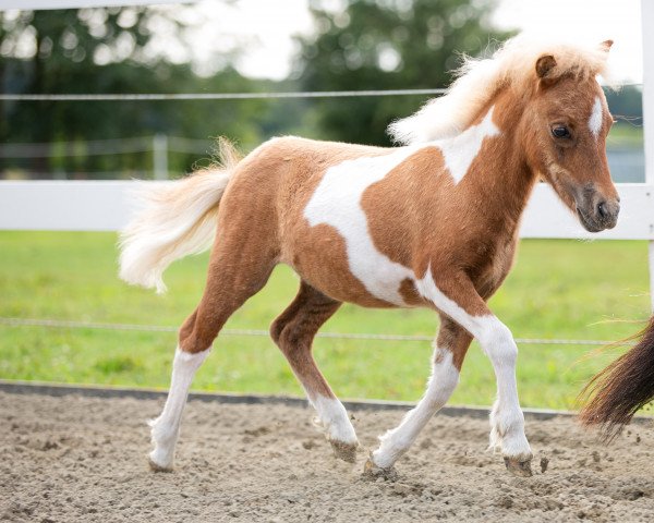 horse Zarino (Shetland Pony, 2022, from Zaubertroll vom Rindergraben)