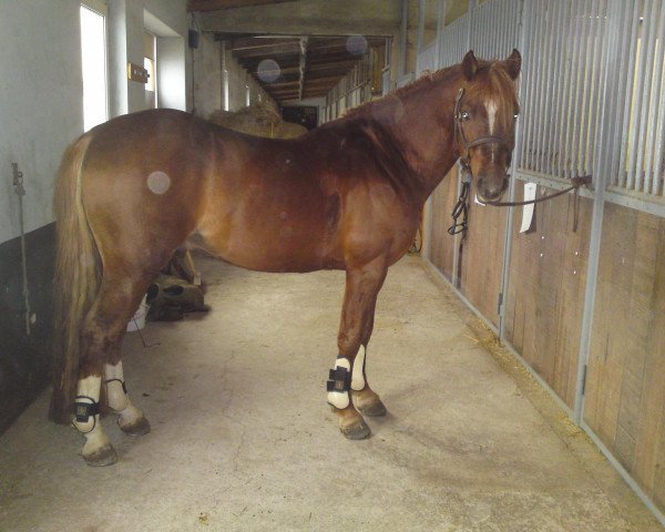 horse Charlie's Blue Boy (German Riding Pony, 2004, from Thers Billy Budd)