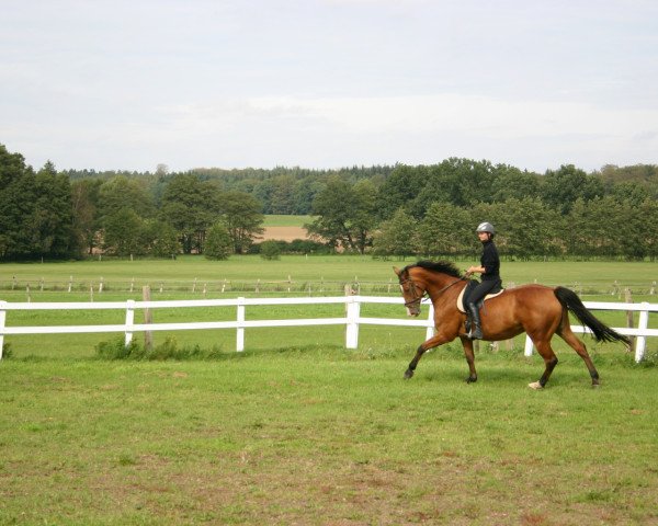 broodmare Sinaia (Holsteiner, 2002, from Aljano)