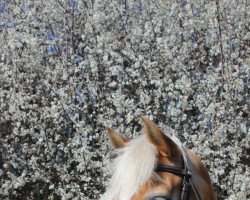 dressage horse Leila (Haflinger, 2005)