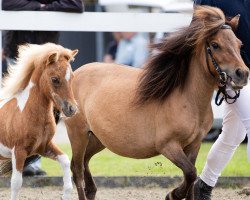 Zuchtstute Cleopatra von Kessen (Shetland Pony, 2018, von Amadeus von Dalberg)