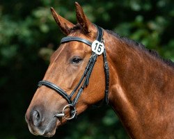 dressage horse Dornrösschen Rosenrost (Hessian Warmblood, 2018, from Dartagnan)