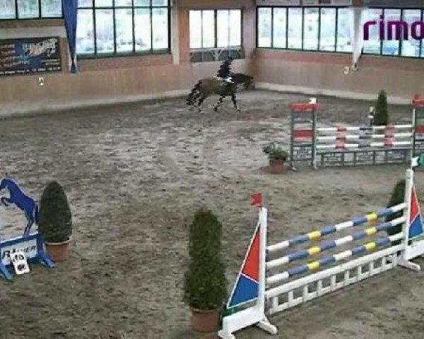Springpferd Pep Step G (Westfale, 2004, von Pep)
