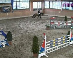 Springpferd Pep Step G (Westfale, 2004, von Pep)