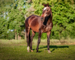 broodmare Caprina (Oldenburg, 1993, from Contango)