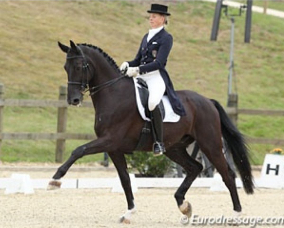 dressage horse Worcester 4 (Oldenburg, 2000, from Weltblick)
