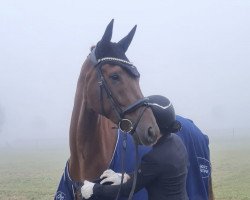 dressage horse Dreamglanz (Oldenburg, 2016, from Blue Hors Dreamline)