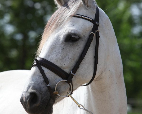 dressage horse Contessa (German Sport Horse, 2003, from Camilo)