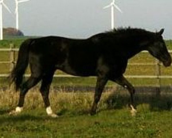 Pferd Frederiko (Westfale, 1993, von Foxiland xx)