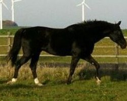 horse Frederiko (Westphalian, 1993, from Foxiland xx)