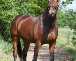 dressage horse Don Renaldo (Oldenburg, 2001, from Don Larino 171 FIN)