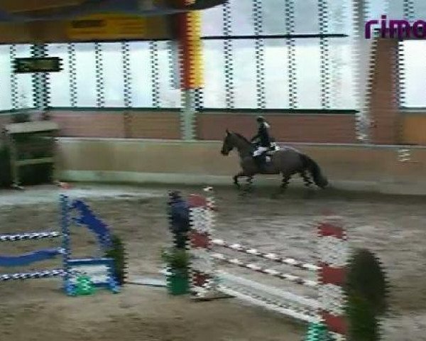 jumper Obelix 157 (KWPN (Royal Dutch Sporthorse), 2003, from Ovidius)