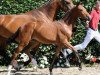 dressage horse Belly Sunny (Westphalian, 2011, from Belissimo NRW)