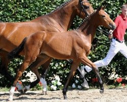 dressage horse Belly Sunny (Westphalian, 2011, from Belissimo NRW)