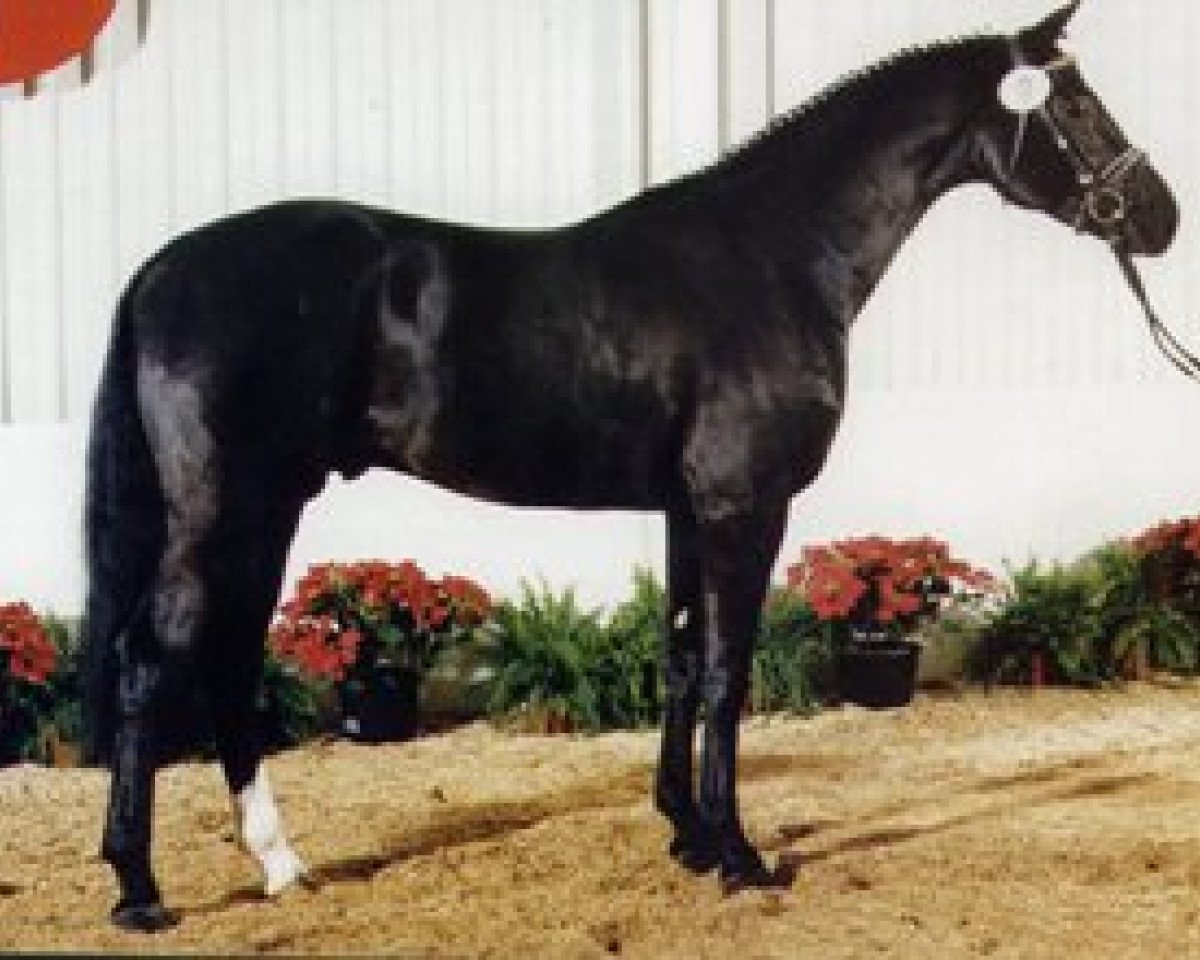 stallion Curacao I (Westphalian, 1995, from Casaretto)