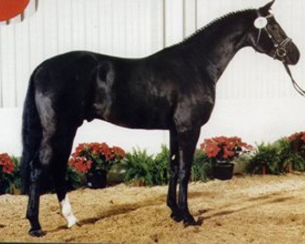 stallion Curacao I (Westphalian, 1995, from Casaretto)