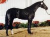 stallion Curacao I (Westphalian, 1995, from Casaretto)