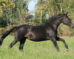 broodmare Coco Chanel (Oldenburg, 1991, from Cordeur)