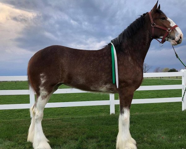 Pferd Oak Park Pam (Clydesdale, 2017, von Willow Way Lennox)