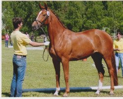 broodmare Royals Roxana (Hanoverian, 2007, from Royal Blend)