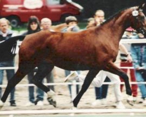 broodmare Ramona (Rhinelander, 1990, from Radjah Z)