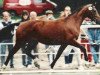 broodmare Ramona (Rhinelander, 1990, from Radjah Z)