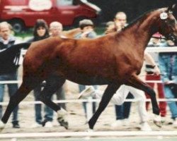 broodmare Ramona (Rhinelander, 1990, from Radjah Z)