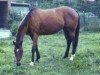 broodmare Syra xx (Thoroughbred, 1972, from Cher xx)