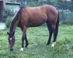 broodmare Syra xx (Thoroughbred, 1972, from Cher xx)