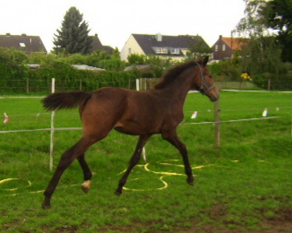 Dressurpferd Starlight (Oldenburger, 2007, von Sir Donnerhall I)