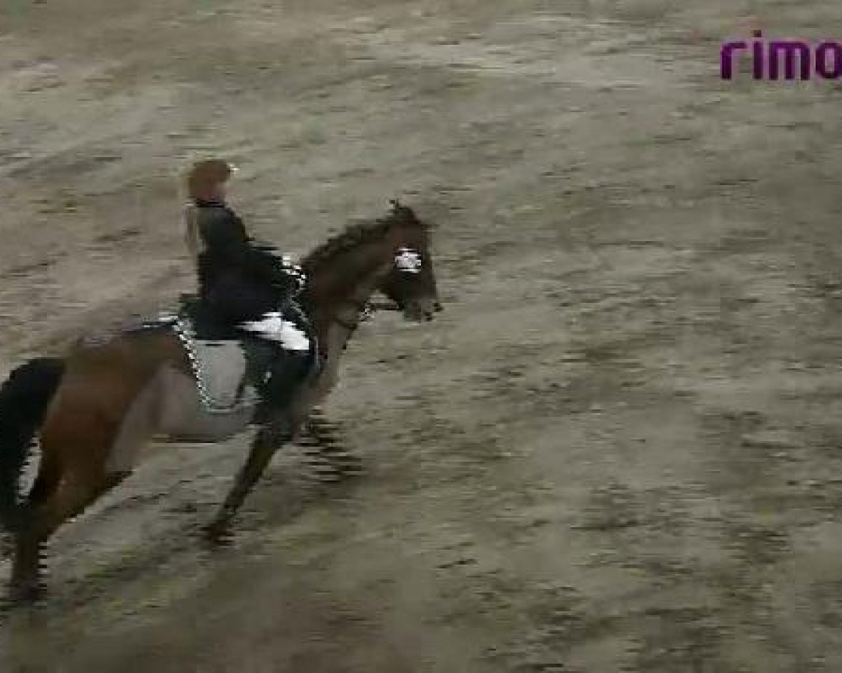 jumper Vicky 148 (German Riding Pony,  )
