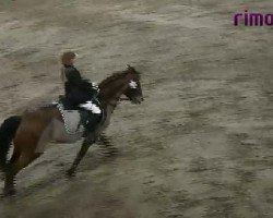 jumper Vicky 148 (German Riding Pony,  )